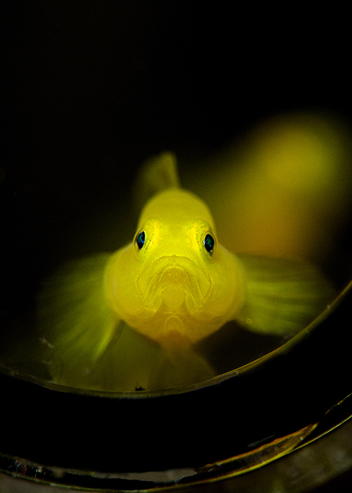 07_Trimma stobbsi_(Yellowhead_dwarf_goby).jpg